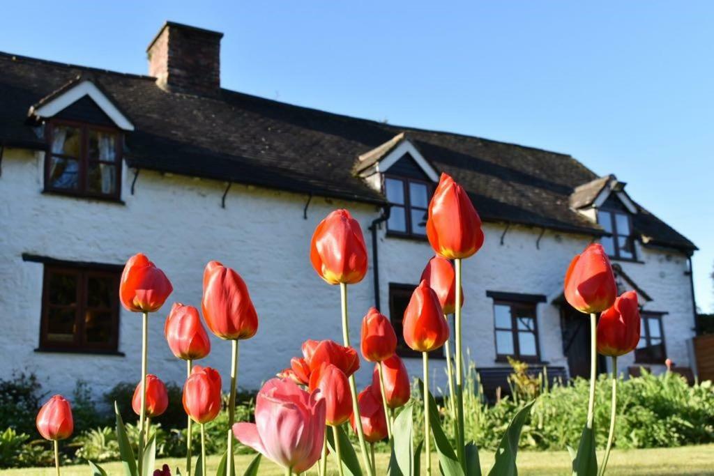 Glencoed B&B Wrexham Eksteriør bilde